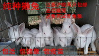 自家养殖场繁殖纯种獭兔幼兔优质种兔宠物兔包活包养殖技术 包邮