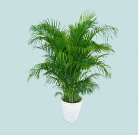 散尾葵 袖珍椰子 富贵椰子大型绿植 客厅室内盆栽花卉吸甲醛包邮