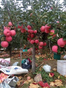 烟台苹果栖霞红富士苹果水果新鲜脆甜果园现摘现发5斤特价包邮