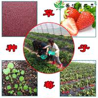 散装草莓种子 盆栽 四季牛奶草莓阳台种菜蔬果四季播特价包邮