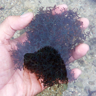 海藻观赏活体 紫色海藻 紫鹿角  有效去除NO3 PO4 藻缸必备