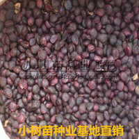 新采紫玉兰种子白玉兰绿化园林 辛夷种红玉兰种山玉兰广玉兰种子