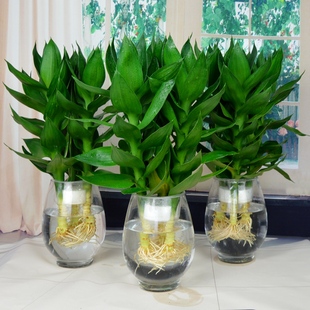 观音竹盆栽植物富贵竹水培植物玻璃瓶室内花卉盆栽水养客厅好养