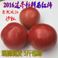 农家新鲜绿色蔬菜西红柿番茄 自然成熟 下单后现摘 5斤包邮