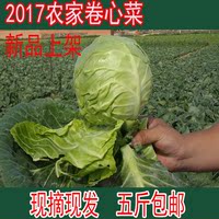 2017农家新鲜蔬菜卷心菜新鲜包菜甘蓝农家蔬菜大头菜5斤包邮