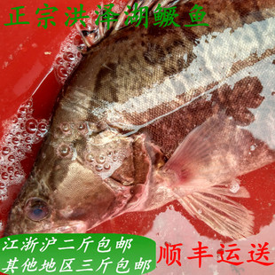 苏北特产鳜鱼正宗洪泽湖野生桂鱼现杀加冰袋真空包装500g特价出售