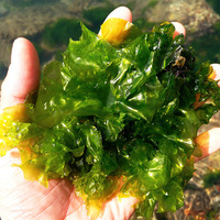 海藻观赏活体 石莼 有效去除NO3 PO4 进化水质 食草的鱼类喜食