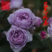 【超冠园林】新品蓝色风暴 月季花苗淡蓝色玫瑰花苗多花月季苗