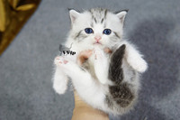 【VVip】赛级美短银虎斑加白妹妹MM幼猫起司猫活体宠物猫