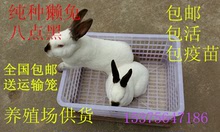 活体纯种獭兔八点黑獭兔优质种兔宠物兔包活包养殖技术 包邮