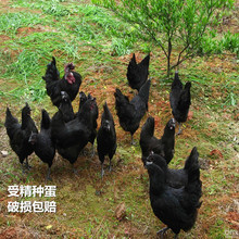 受精蛋 绿壳鸡蛋可孵化 五黑鸡种蛋 可孵化小鸡的种蛋  包邮
