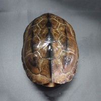 成年大母草乌龟活体宠物龟食用外塘中华草龟苗风水长寿龟下蛋龟