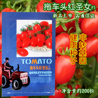 拖车头红圣女F1 小番茄 串珠小西红柿阳台盆栽家庭蔬菜瓜果种子