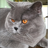 英国短毛猫蓝猫纯种猫公种展示CFA (种公展示，不出售）
