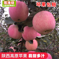 陕西红富士苹果脆甜高原水果吃的新鲜平果非烟台洛川苹果5斤包邮