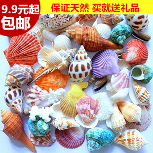 特价包邮海螺贝壳珊瑚套餐鱼缸地台婚庆地中海拍摄道具装饰
