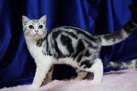 美短苏格兰折耳猫立耳银棕虎斑加白妹妹MM标准斑起司猫已绝育