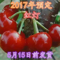 2017年樱桃预售 大红灯 5.15发货 现摘现卖 车里子 新鲜水果 露天