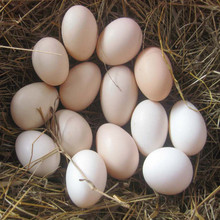 土鸡种蛋受精蛋农家散养可孵化受精鸡蛋种鸡蛋农家受精蛋种蛋包邮