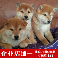 柴犬 纯种日本柴犬狗狗活体 赤红色柴犬 中小型短毛犬双血统小柴