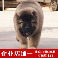 纯种高加索犬 巨型高加索幼犬 猛犬护卫犬高加索 大型短毛看家狗
