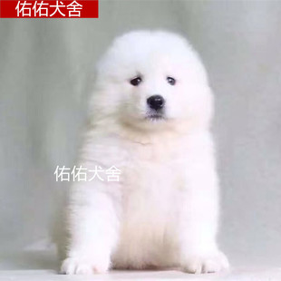 家养赛级澳版纯种萨摩耶幼犬雪橇犬白色微笑天使中型犬宠物小狗狗