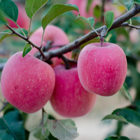 2016新鲜苹果水果陕西洛川红富士农家自产纯天然甜24颗装15斤包邮