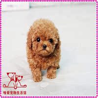 纯种血统茶杯体棕红色泰迪犬幼犬 出售 赛级玩具体迷你贵宾犬幼犬