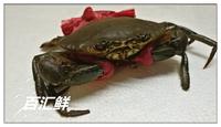 【印尼野生膏蟹】6~7两/只  野生青蟹 母螃蟹母膏蟹 羔蟹满膏