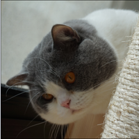 CFA英国短毛猫纯种猫英短蓝猫蓝白种公（不出售）