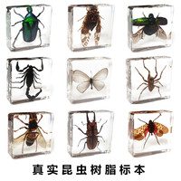 小动物活体真实昆虫标本树脂蝎子蝴蝶金龟子蜘蛛甲虫蝉蜜蜂琥珀
