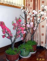 庭院 阳台盆栽的桃树桃花 可以做盆景【寿星桃】(红粉白3种颜色)