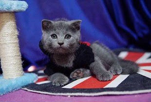 【VVip】苏格兰折耳猫蓝猫弟弟公猫DD幼猫活体宠物猫（售罄)