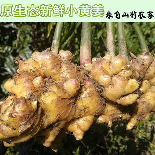 小黄姜 农家原生态有机种植土姜 新鲜生姜 老姜 月子姜 5斤包邮
