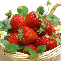 四季草莓 让你天天都有新鲜草莓吃～山东丰泽园艺