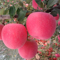2016年新果佃农洛川苹果5斤陕西有机新鲜冰糖心红富士新鲜水果包