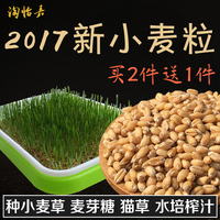 新小麦粒 小麦苗种子 小麦草麦苗草 阳台水培土培榨汁麦芽糖 猫草