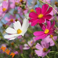 花种子波斯菊种子格桑花种子野花组合春播高杆矮杆波斯菊种子包邮