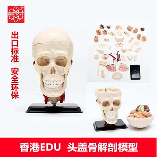香港EDU 人体头骨颅内神经教学讲解模型 31件套头盖骨医学器材