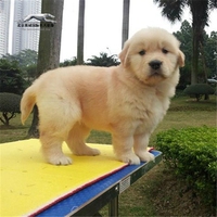 纯种金毛犬 幼犬出售 赛级血统 家养宠物狗狗 聪明导盲犬猎犬
