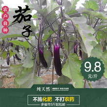 苏北农家自种新鲜茄子长茄子紫茄子时令绿色无公害新鲜蔬菜现摘