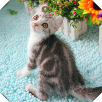 上海美国英国银渐层蓝眼睛短毛猫白猫蓝色眼睛渐层短毛宠物猫