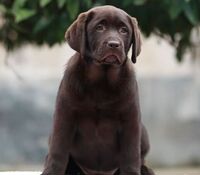 犬舍直销店 黑色拉布拉多犬 巧克力色拉布拉多幼犬 宠物狗包健康