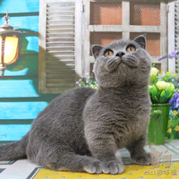 猫舍出售 英短蓝猫 蓝胖子 英国短毛猫 宠物猫 活体 幼猫 立耳