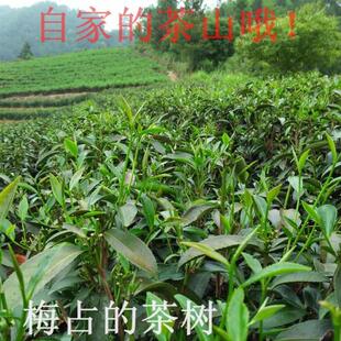 2016年春季特级梅占白牡丹白茶农家散装批发价茶叶非福鼎陈茶包邮