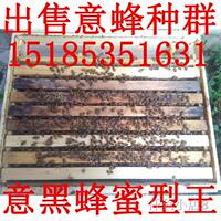 贵州平坝意蜂群 意蜂王种 意蜂种王 蜜蜂 箱蜂 连蜂带脾出售