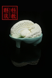 脑解剖模型 自然大 医用拼装人体大脑结构 半球 教学生物实验器材