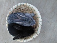 成长系肉兔活体大型种兔苗活体黑兔中华黑小白兔可长10几斤