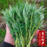 新鲜野生山野菜 东北特产绿色天然 柳蒿芽 速冻正宗绿色食品
