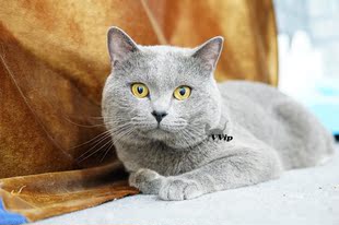 英国短毛猫蓝猫弟弟DD立耳公猫成年种公绝育预定